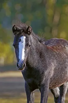 Hoofed: Adorable Welsh Mountain Pony Foal, few month old