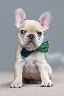 Build: Adorable young lilac fawn colored French Bulldog