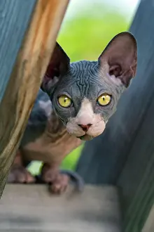 Label: Adorable young Sphynx cat looking at camera with