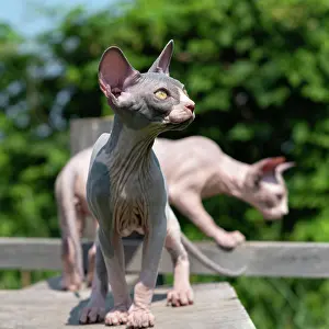 Board: Adorable young Sphynx Hairless Cats on walk in cattery