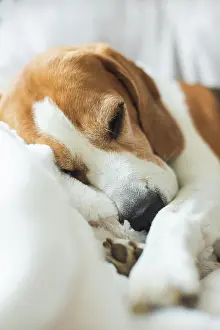 Blurred: Adoult Male hound Beagle dog sleeping at home on