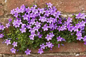 Campanula: Adria bellflower - growing on a garden wall