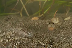 Gobies: Adriatic Dwarf Goby pair