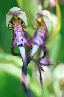 Himantoglossum: Adriatic Lizard Orchid