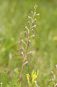 Himantoglossum: Adriatic Lizard Orchid
