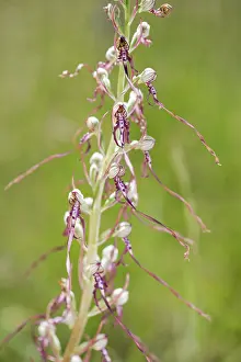 Himantoglossum: Adriatic Lizard Orchid