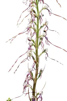 Isolated: Adriatic lizard orchid (Himantoglossum adriaticum) on a white background, Piedmont Italy