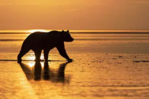 Gold: Adult Alaskan brown bear silhouetted at sunrise on tidal