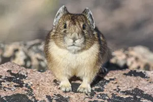 Pika: Adult American pika (Ochotona princeps). Beartooth
