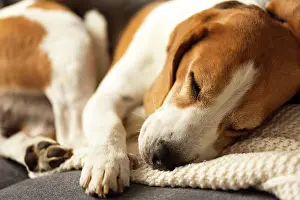 Sofa: Adult animal, male beagle dog sleeping on his sofa