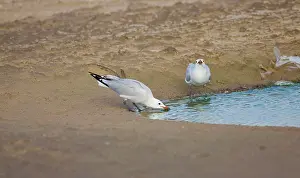 Audouinii: Adult Audoiuns Gulls drinking fresh water