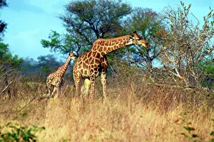 Miva: Adult and baby Cape Giraffe, (Giraffa camelopardalis