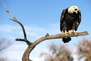 Screaming: Adult Bald Eagle