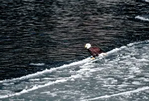 Leucocephalus: Adult Bald Eagle