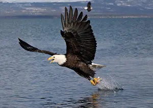 Homer: Adult Bald Eagle - fishing the waters of Homer Alaska