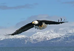Gliding: Adult Bald Eagle in flight