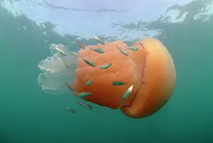 Container: Adult barrel jellyfish (Rhizostoma pulmo), with