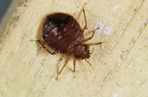 Lectularius: Adult bed bug