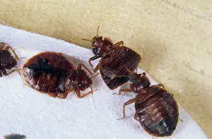 Lectularius: Adult bed bugs