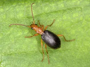 Brachinus: Adult Bombadier Beetle
