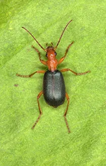 Brachinus: Adult Bombadier Beetle