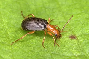 Ailsa Hopkin: Adult Bombadier Beetle
