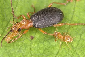 Attacked: Adult Bombadier Beetle being attacked by yellow