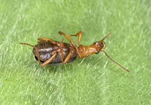 Feigning: Adult Bombadier Beetle 'playing deadI