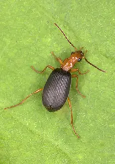 Brachinus: Adult Bombardier Beetle