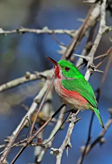 Antilles: Adult broad-billed todi (Todus subulatus), sitting