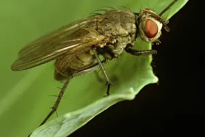Delia: Adult cabbage root fly