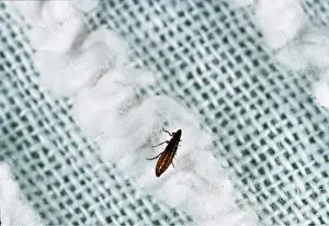 Flea: ADULT CAT FLEA - x 1.5 magnification