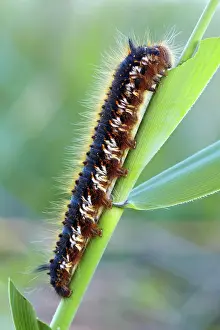 260622: Adult caterpillar of the drinker moth (Euthrix potatoria)