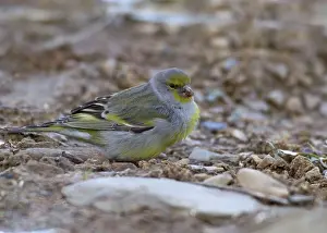 Citrinella: Adult Citril Finch