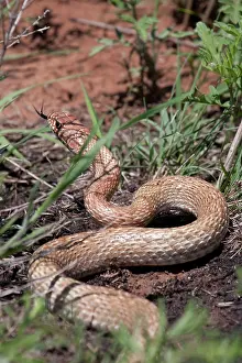 Slithering: Adult Coachwhip Snake