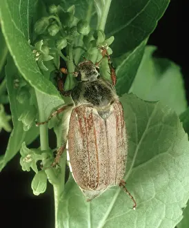 Chafer: Adult cockchafer or may bug