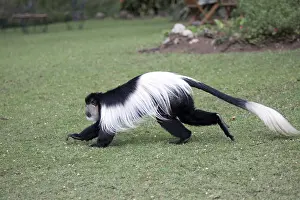 Naivasha: Adult Colobus monkey Colobus guereza running over