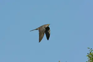 Cuculus: Adult Common Cuckoo - in flight in May