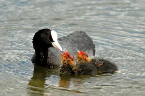 Coots: Adult Coot - feeding her young