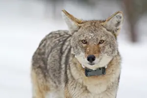 Study: Adult coyote with radio collar in Yellowstone