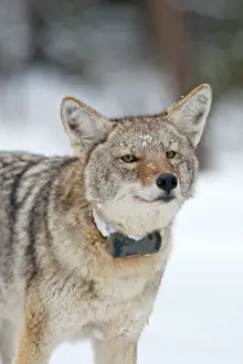 Study: Adult coyote with radio collar in Yellowstone