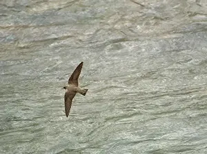 Crag: Adult Crag Martin - hawking low over water