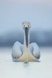 Dalmatian: An adult Dalmatian Pelican rests on the water on
