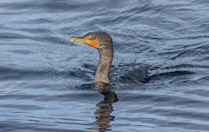 Double: Adult Double-crested cormorant, Phalacrocorax au