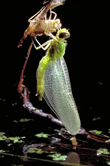 Exuvium: Adult Dragonfly