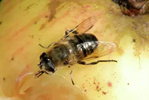 Eristalis: Adult drone fly on an apple