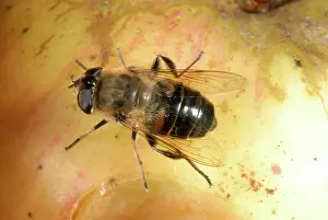 Eristalis: Adult drone fly on an apple