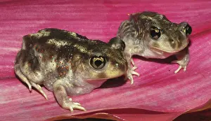 Spadefoot: Adult Eastern Spadefoot Toads