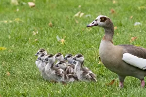 Aegyptiacus: Adult Egyptian goose (Alopochen aegyptiacus) with