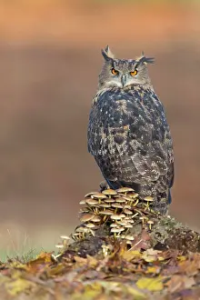 Higher: Adult eurasian eagle-owl (Bubo bubo), adult, on